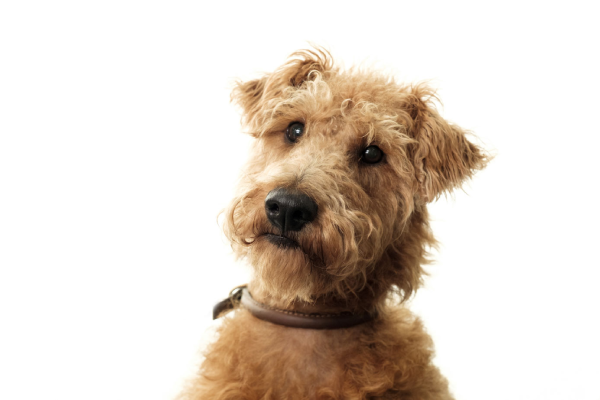 Brucella Canis Information