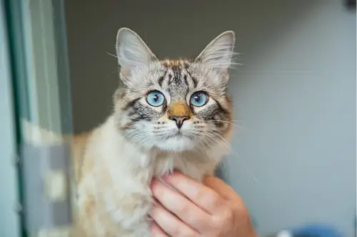 Feline ophthalmology  