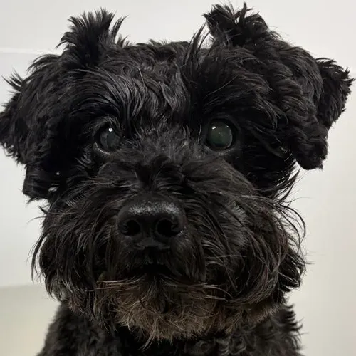 dog after cataract surgery