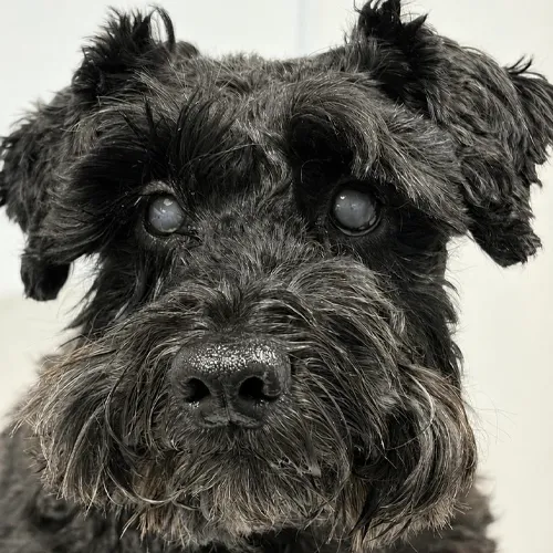 dog before cataract surgery