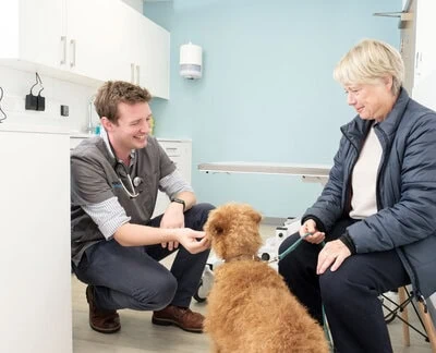 dog in clinic