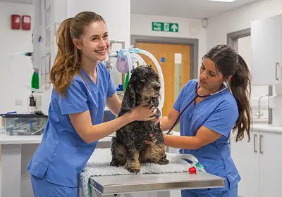 Focus Referrals accredited as a Dog Friendly Clinic!